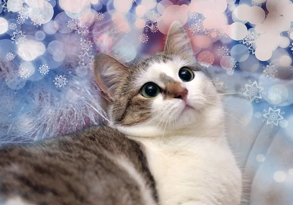 Weibliche Katze Weiß Braune Kurzhaarfrisur — Stockfoto