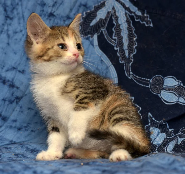 Female Kitten Three Colors — Stock Photo, Image