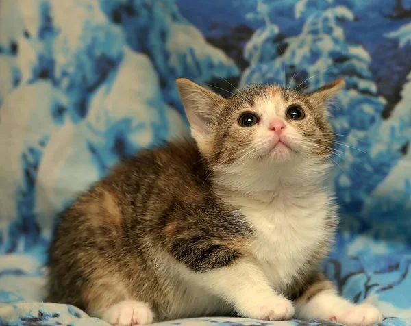 Renkli Dişi Kedi Yavrusu — Stok fotoğraf