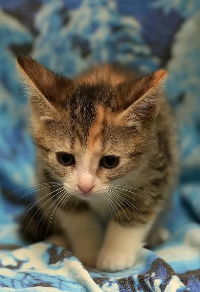 3色のメス子猫は — ストック写真