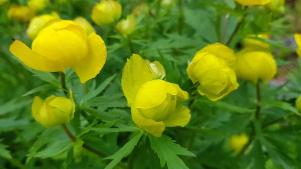 Λουλούδι Στον Κήπο Στις Αρχές Του Καλοκαιριού Trollius Κίτρινο — Φωτογραφία Αρχείου