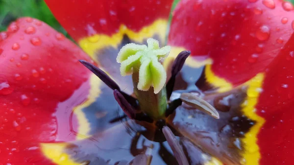 Herz Aus Roter Tulpe Mit Regentropfen Aus Nächster Nähe — Stockfoto