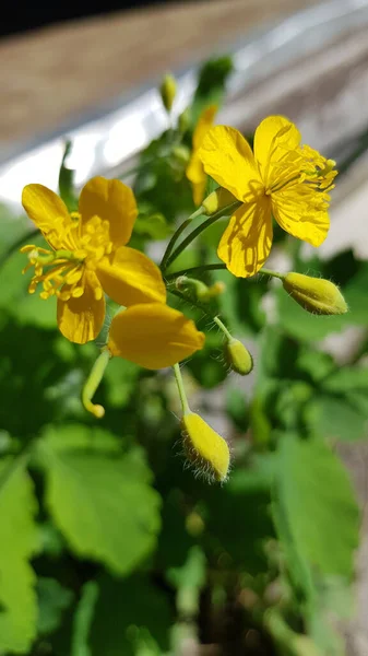 Macro Foto Van Natuur Gele Bloemen Van Celandine Achtergrond Bloeiende — Stockfoto