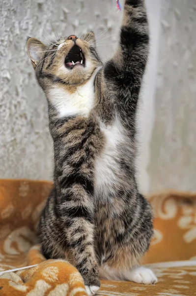 Cute Playful Striped White Short Haired Cat Gray Background — Stock Photo, Image