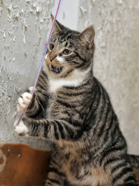 Niedlich Verspielt Gestreift Mit Weißer Kurzhaariger Katze Auf Grauem Hintergrund — Stockfoto