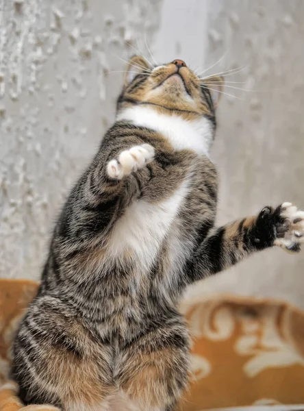 Niedlich Verspielt Gestreift Mit Weißer Kurzhaariger Katze Auf Grauem Hintergrund — Stockfoto