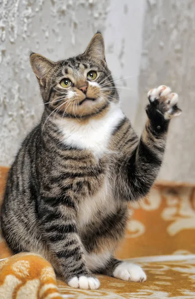 Niedlich Verspielt Gestreift Mit Weißer Kurzhaariger Katze Auf Grauem Hintergrund — Stockfoto