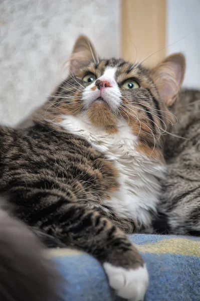 Marrón Con Blanco Noruego Bosque Gato Mentiras — Foto de Stock