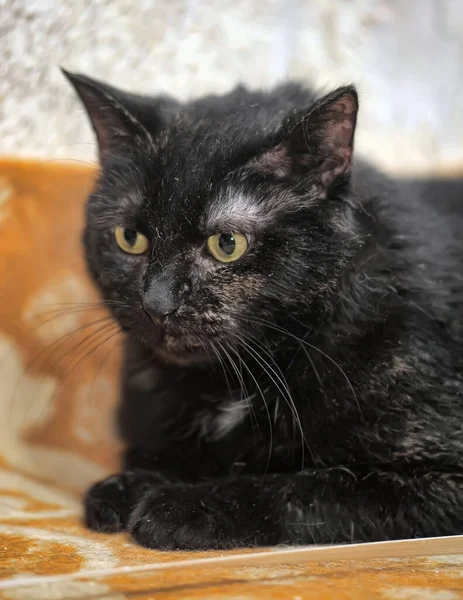 Yaşlı Siyah Kedi Yakın Mesafede Yatıyor — Stok fotoğraf