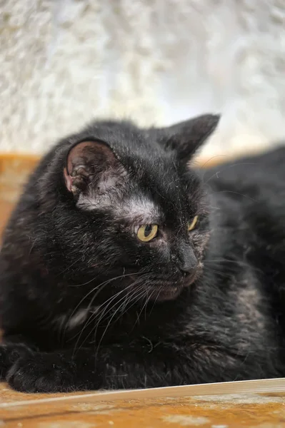 Old Black Cat Lies Close — Stock Photo, Image