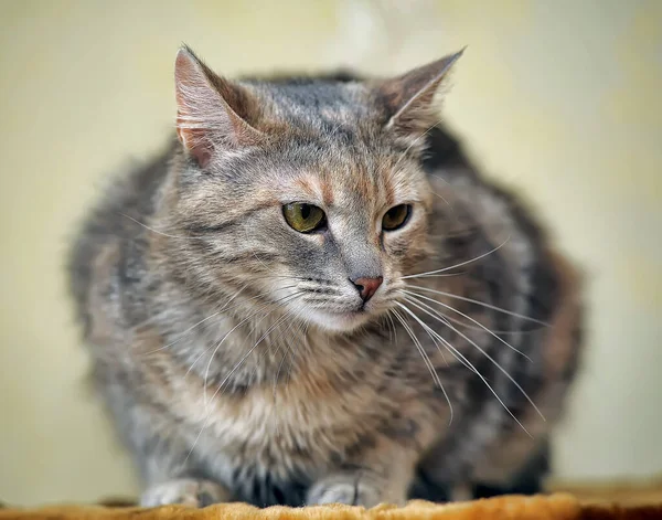 赤のショートヘアの猫と茶色 — ストック写真