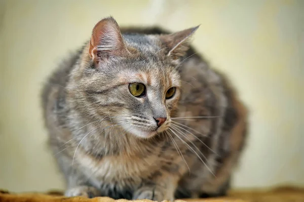 Braun Mit Roter Kurzhaarkatze — Stockfoto