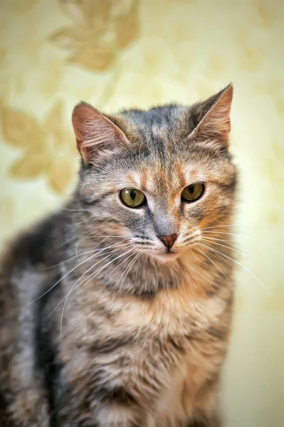 Καφέ Κόκκινη Γάτα Shorthair — Φωτογραφία Αρχείου