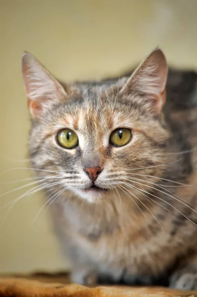 Brown Red Shorthair Cat — Stock Photo, Image