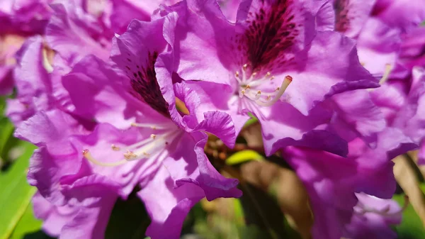 Catawba Rhododendron Cultivar Rhododendron Katawbiense Parkta — Stok fotoğraf