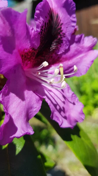 Odmiana Catawba Rhododendron Rhododendron Catawbiense Parku — Zdjęcie stockowe