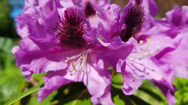 Catawba Rhododendron Cultivar Rhododendron Katawbiense Parkta — Stok fotoğraf