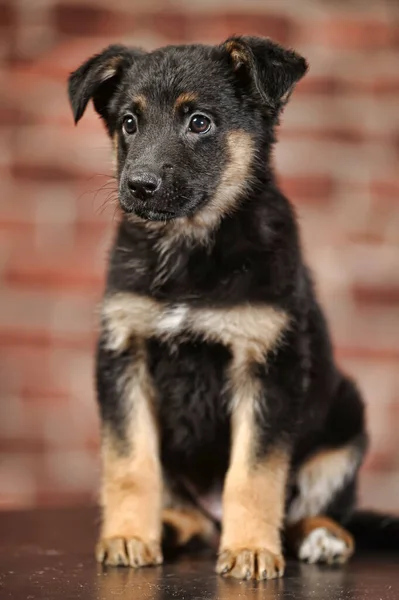 Cachorro Mestizo Negro Marrón Foto Estudio —  Fotos de Stock