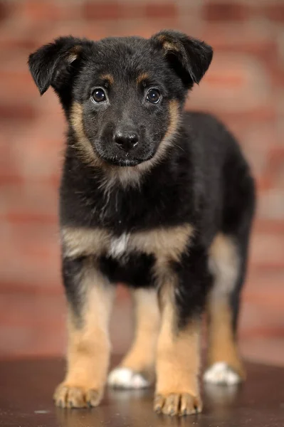 Black Brown Mongrel Puppy Studio Photo — Stock Photo, Image