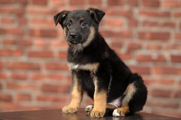 Black Brown Mongrel Puppy Studio Photo — Stock Photo, Image