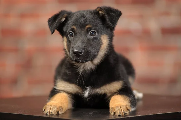 黒と茶色のモングレル子犬のスタジオ写真 — ストック写真