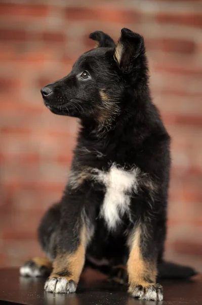 Schwarz Brauner Mischlingshund Studiofoto — Stockfoto