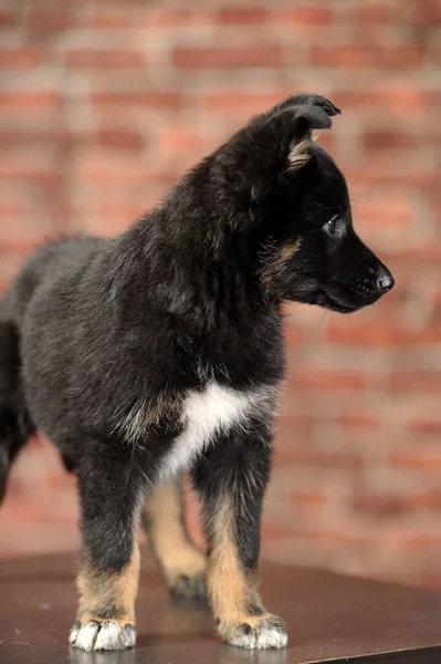 Black White Purebred Puppy Studio Photo — Stock Photo, Image