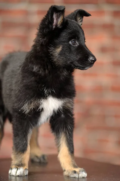 Black White Purebred Puppy Studio Photo — Stock Photo, Image