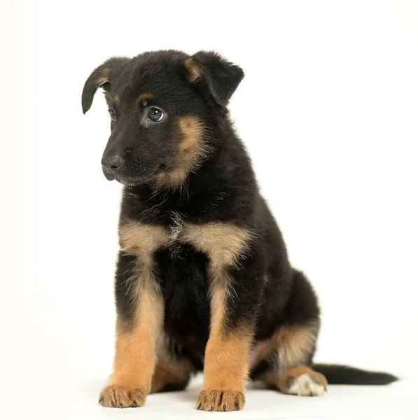 Black Red Mongrel Puppy White Background — Stock Photo, Image