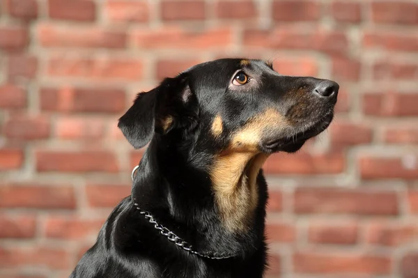 Siyah Kahverengi Kırma Köpek Stüdyo Fotoğrafı — Stok fotoğraf