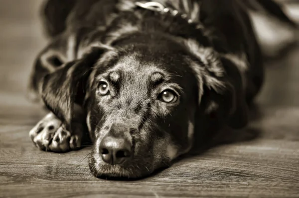 Black Brown Mongrel Dog Studio Photo — 스톡 사진