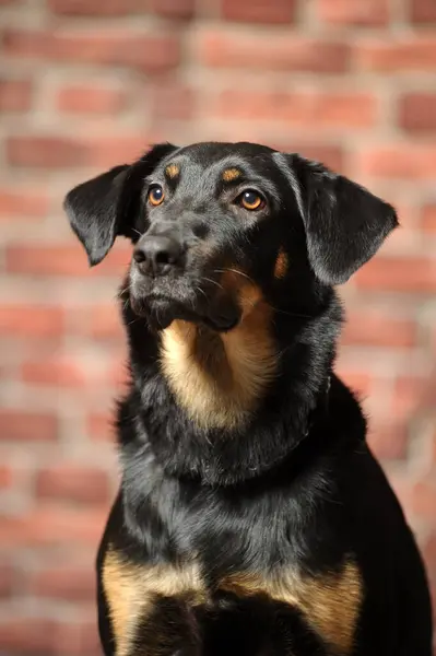Black Brown Mongrel Dog Studio Photo — Stock Photo, Image
