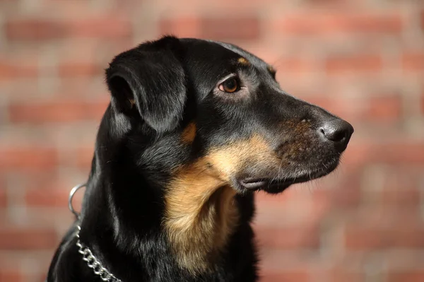 黒と茶色のモングレル犬のスタジオ写真 — ストック写真