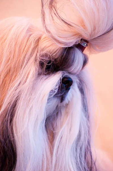 Shih Tzu Show Classe Cão Retrato — Fotografia de Stock