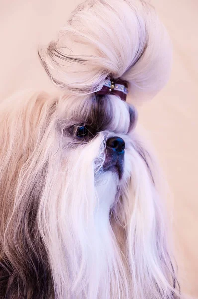 Shih Tzu Visa Klass Hund Porträtt — Stockfoto