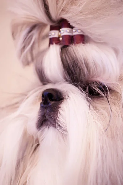 Shih Tzu Zeigt Hundeporträt Der Klasse — Stockfoto