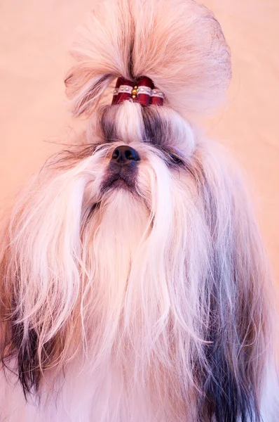 Shih Tzu Şov Sınıfı Köpek Portresi — Stok fotoğraf