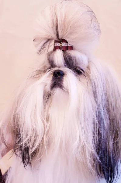 Shih Tzu Show Class Dog Portrait — Stock Photo, Image