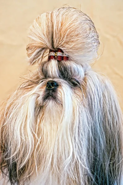 Шах Цзу Показує Портрет Собаки — стокове фото