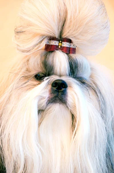 Shih Tzu Visa Klass Hund Porträtt — Stockfoto