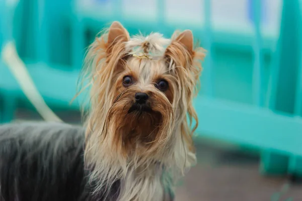 Söt Yorkshire Terrier Utanför Promenad — Stockfoto