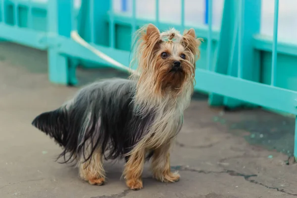 Lindo Yorkshire Terrier Fuera Pie —  Fotos de Stock