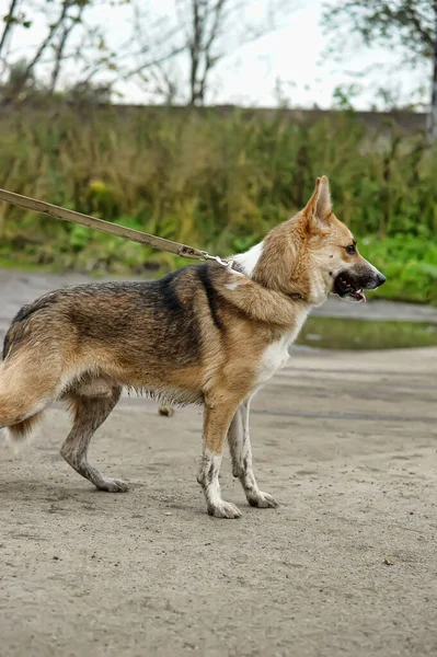 Brauner Und Weißer Mischlingshund Aus Einem Tierheim — Stockfoto