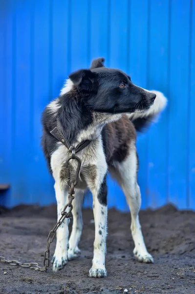 ガードチェーン上の黒と白の犬 — ストック写真