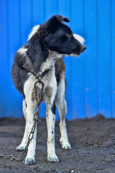 ガードチェーン上の黒と白の犬 — ストック写真