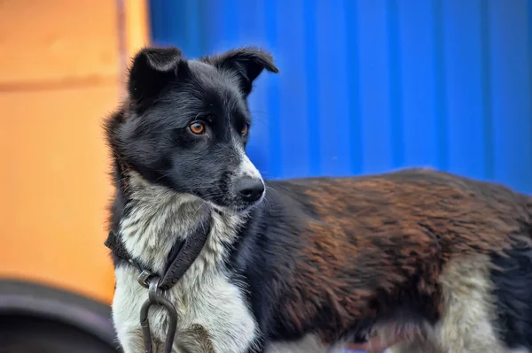 Schwarzer Und Weißer Hund Auf Wache — Stockfoto