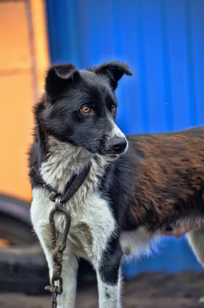 Chien Noir Blanc Sur Chaîne Garde — Photo