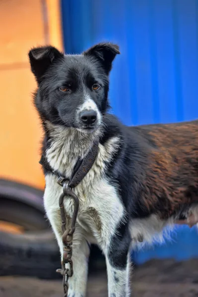 Cane Bianco Nero Sulla Catena Guardia — Foto Stock