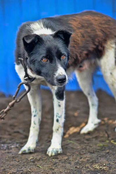 Schwarzer Und Weißer Hund Auf Wache — Stockfoto