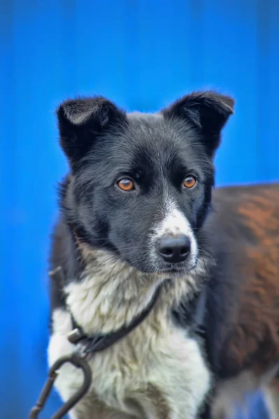 Schwarzer Und Weißer Hund Auf Wache — Stockfoto